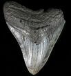 Fossil Megalodon Tooth #56970-1